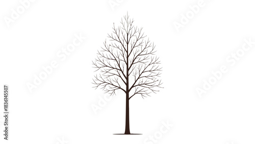 Deciduous tree silhouette with bare branches one branch section highlighted gray