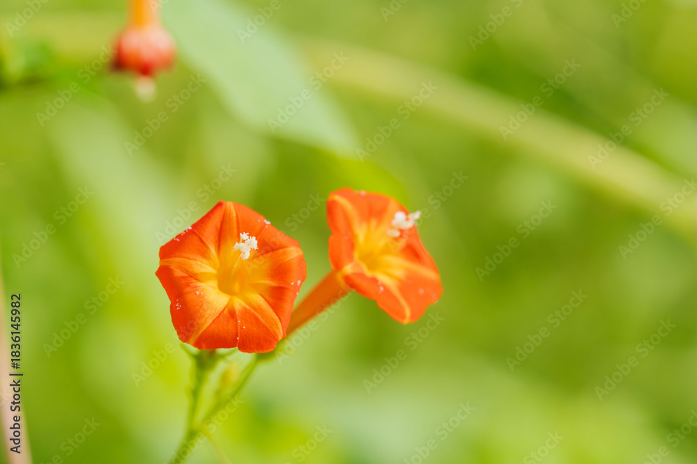 Fototapeta premium 初冬の森 マルバルコウソウの花01