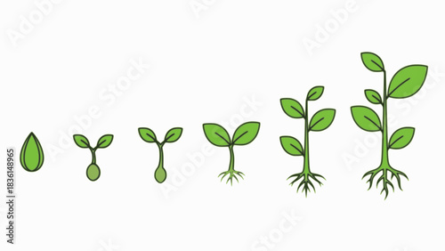 Plant growth stages vector set showing seed to plant development timeline