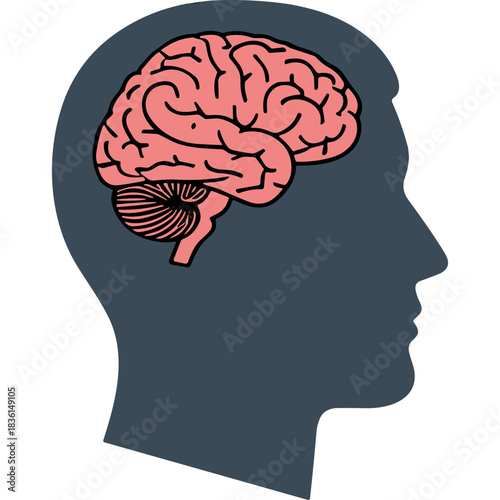 Illustration of a human head silhouette with a detailed pink brain and cerebellum inside on a dark navy blue background representing cognitive function and medical concepts