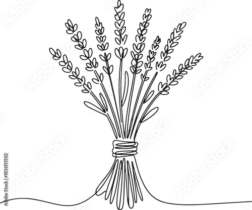 Continuous line art illustration of a tied bunch of lavender stems with soft sketchy contour in a minimal botanical style