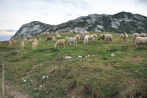 Herd of sheep grazing on a hillside during sunset in a mountainous region