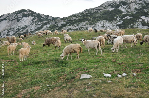 Herd of grazing sheep on a mountain meadow in the late afternoon sun