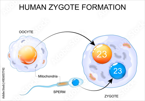 Zygote formation. Oocyte and sperm. Human fertilization. Chromosomes and Mitochondrial inheritance