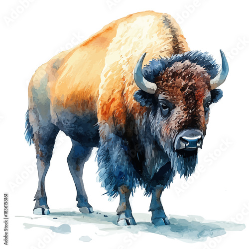 Hand-drawn watercolor artwork of American Bison, vector, isolated on a white background.