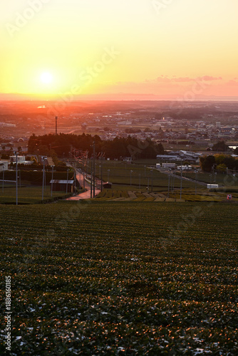 茶畑から昇る朝日
