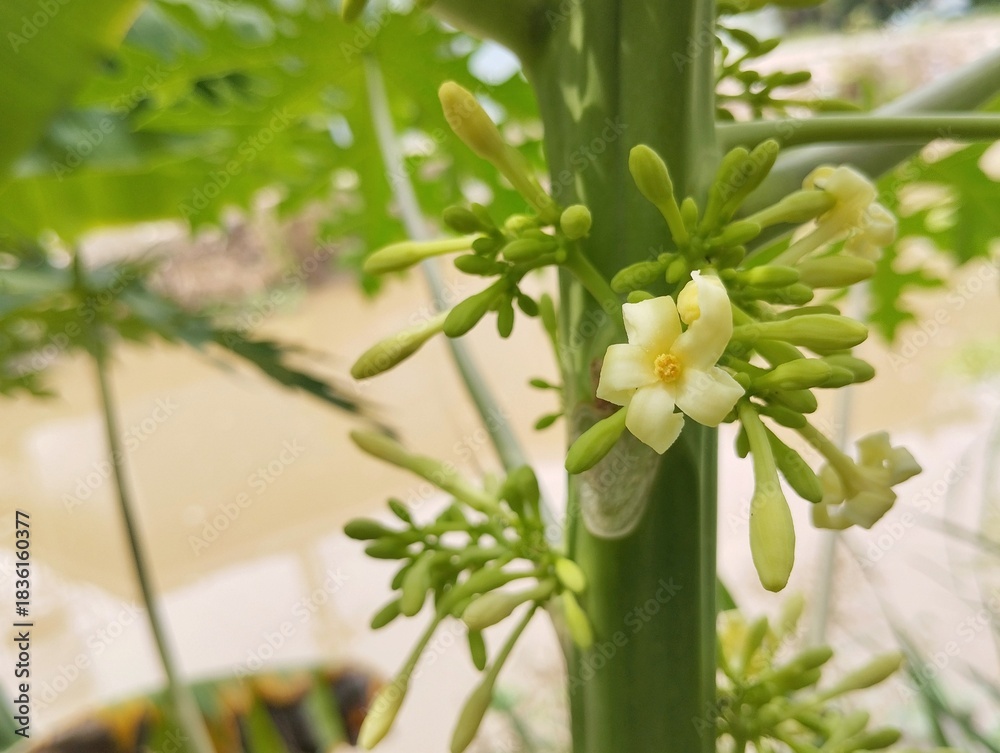 Fototapeta premium Close up of papaya flower in garden