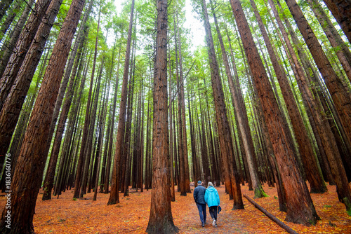 Redwoods Whakarewarewa Forest - Rotorua - New Zealand