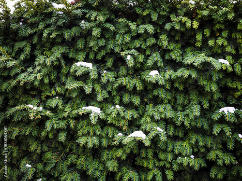Muro de hojas de un arbusto en invierno con un poco de nieve