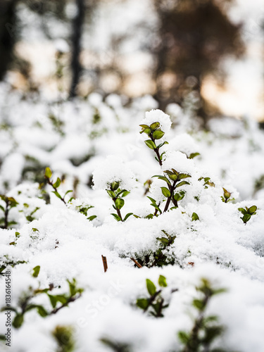 Arbusto nevado con algunas hojas verdes y el fondo desenfocado