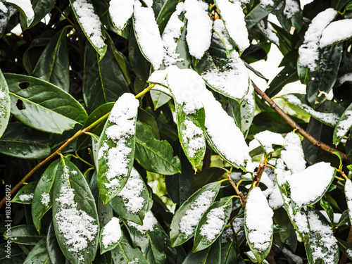 Arbusto de hojas verdes nevadas en invierno 