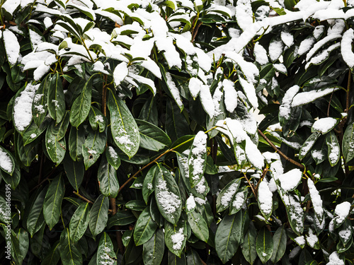 Arbusto de hojas verdes con nieve