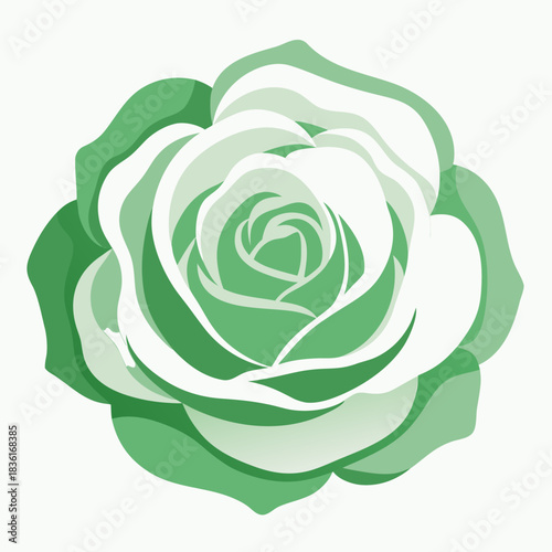cabbage rose white  on white