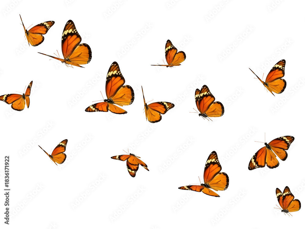 Fototapeta premium A graceful swarm of orange butterflies in motion, showcasing delicate wings and natural beauty. Perfect for nature, spring and decorative designs isolated on white or transparent background.PNG formal
