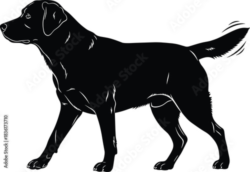 Labrador Retriever Dog Silhouette, Walking, Side View, Black and White, Full Body Vector Illustration, Pet, Animal, Stock Content