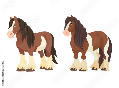 Gypsy Vanner horse. Flat vector clipart, illustration with isolated background.