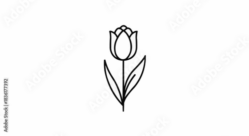 line art illustration of a tulip flower on white background with copy space
