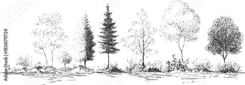 Black and white line drawing of diverse trees and foliage along a water's edge forest nature
