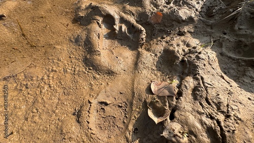 Detailed closeup view of muddy ground featuring clear human barefoot footprint impressions with rich earthy texture and natural outdoor environmental detail on white background