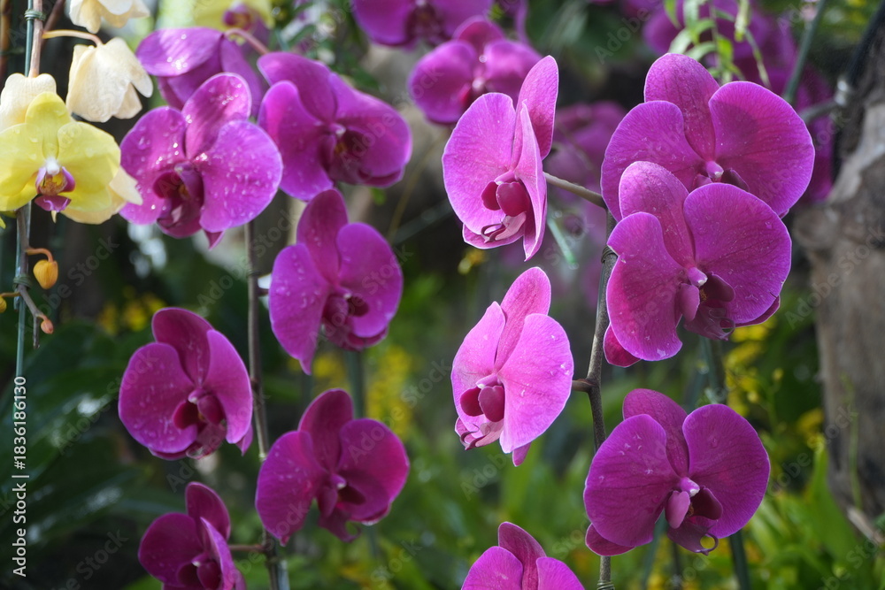 Fototapeta premium Phalaenopsis