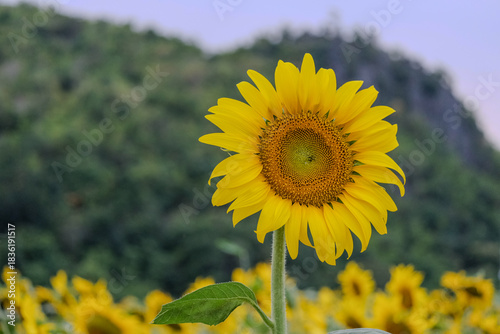 sunflower in the field