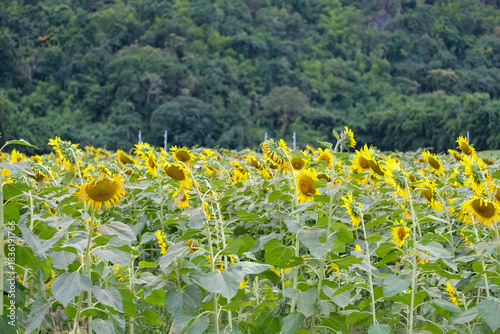 field of sunflowers