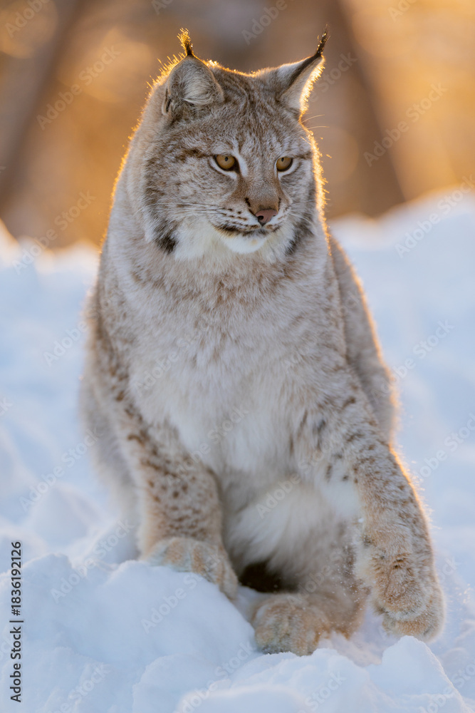 Fototapeta premium Majestic lynx in snowy wilderness