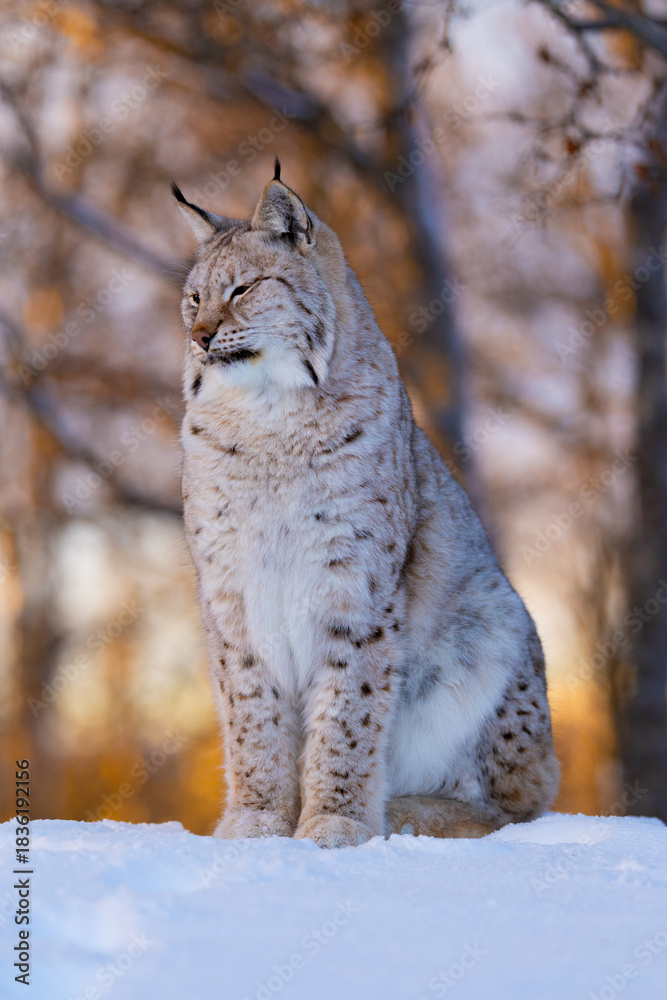 Fototapeta premium Majestic Lynx in Winter Habitat
