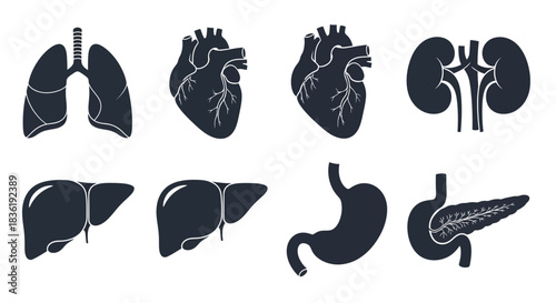 Explore human anatomy through detailed organ illustrations for medical, educational or research projects requiring clear and accurate visuals