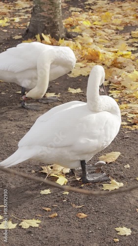 Swan cleans his feathers. high quality video