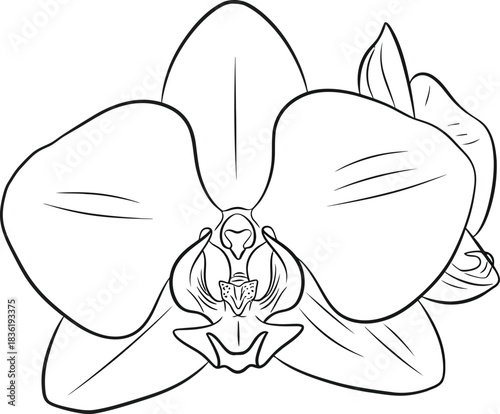 Simple outline drawing of a phalaenopsis orchid flower