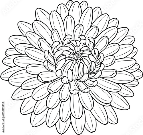 Detailed outline drawing of a chrysanthemum flower head