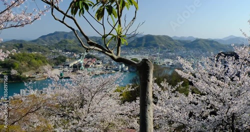桜咲く千光寺公園を歩く　広島県
