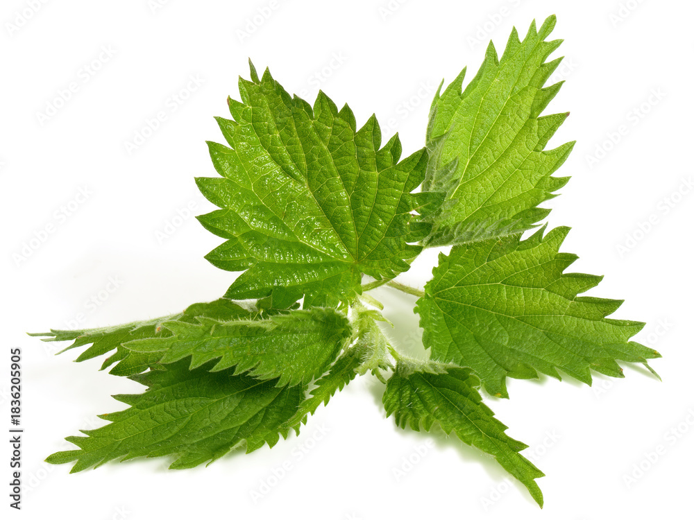Fototapeta premium Food and Health - Stinging Nettle on white Background