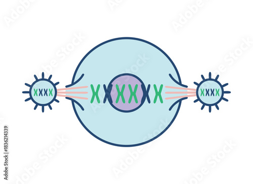 Abstract Vector Illustration Depicting Cellular Division With Purple Nucleus Green Chromosomes And Spindle Fibers On White Background