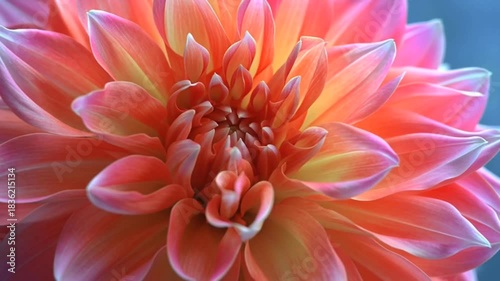 Time-lapse flower blooming, delicate petals opening, nature macro shot, vibrant colors 4K