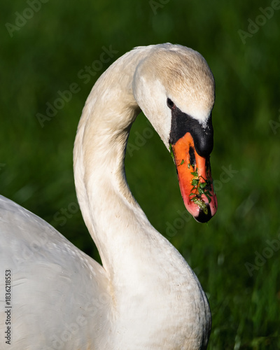 Close up of a young Mute Swan feeding n a grass field in the Dordogne region of France