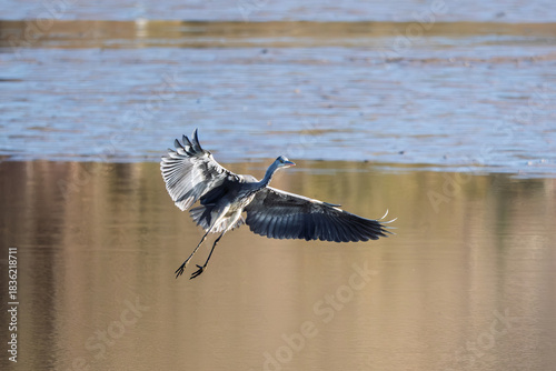 A Grey Heron in flight low over  a lake in the Dordogne region of France