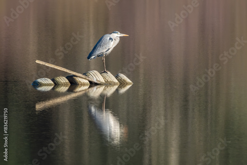 A Grey Heron surveys the scenery from some old tyres in in a lake in the Dordogne region of France