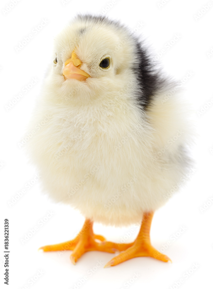 Obraz premium Fluffy Black and White Chick Isolated on White
