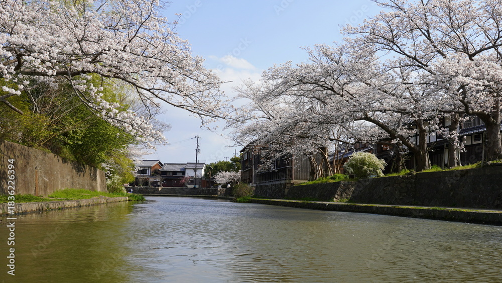 Obraz premium 滋賀・近江八幡 八幡掘の桜