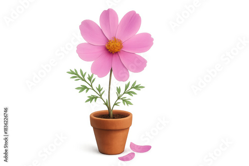 Wallpaper Mural Pink cosmos flower standing in a terracotta pot with two petals gently falling. Transparent background for versatile use Torontodigital.ca