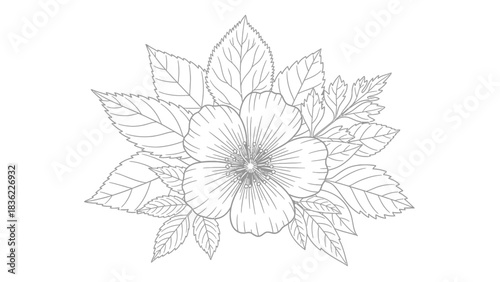 Detailed line art illustration of a single blooming flower with multiple leaves, perfect for coloring or botanical design.