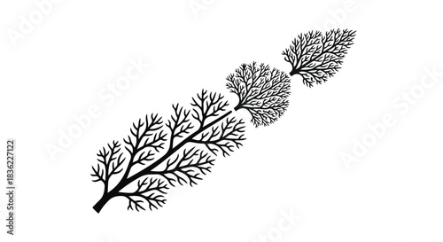Delicate fern frond branch with intricate fractal patterns on a white background