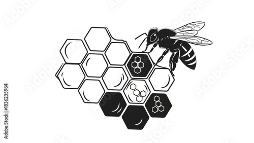 Honey bee on honeycomb illustration for organic food, natural health, and beekeeping projects
