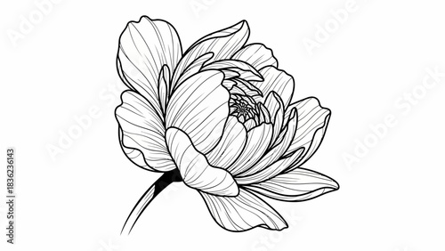 Elegant peony flower in a striking minimalist line art style adds a touch of sophistication to any modern design