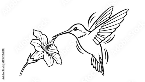 Elegant hummingbird gracefully feeding on nectar from a vibrant flower in a stunning black and white design