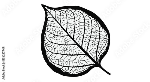 Intricate botanical illustration of a single leaf skeleton showcasing delicate vein patterns