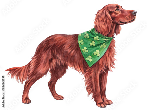 Saint patrick day element, Irish Setter dog with shamrock bandana in watercolor style, isolated on transparent background-