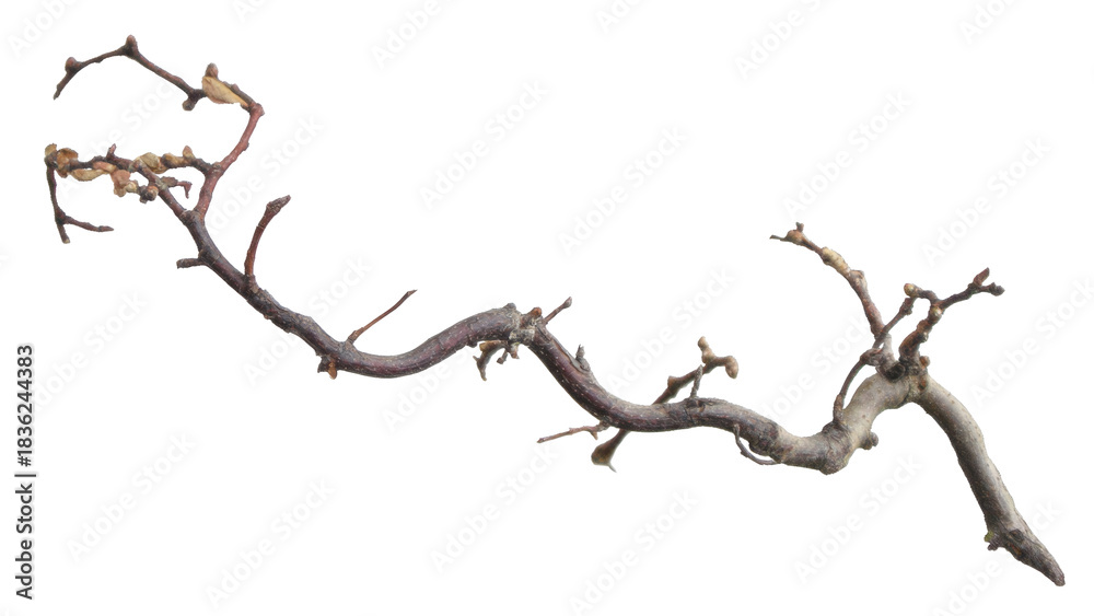Fototapeta premium This image features a gnarled, dark brown bare branch with numerous small buds and some dried leaves, isolated on a transparent background. background removed